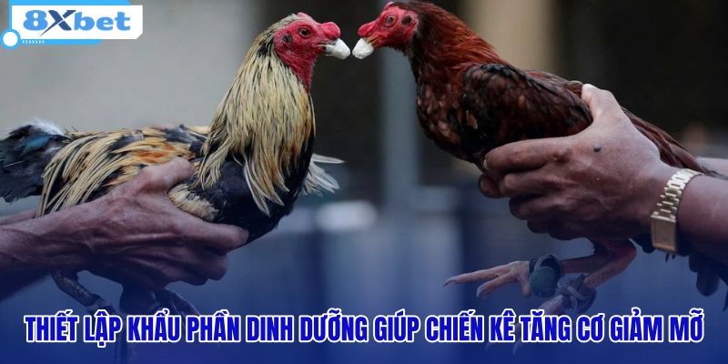 thiet-lap-khau-phan-dinh-duong-giup-chien-ke-tang-co-giam-mo thiet-lap-khau-phan-dinh-duong-giup-chien-ke-tang-co-giam-mo
