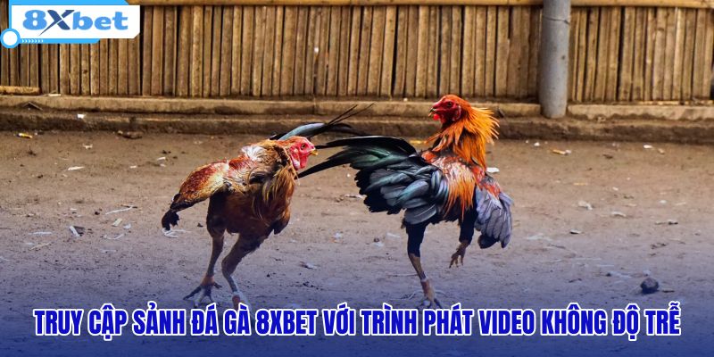 truy-cap-sanh-da-ga-8xbet-voi-trinh-phat-video-khong-do-tre truy-cap-sanh-da-ga-8xbet-voi-trinh-phat-video-khong-do-tre